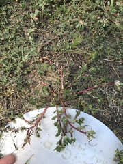 Portulaca amilis