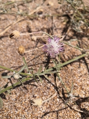 Centaurea odessana