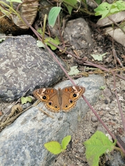 Junonia coenia coenia