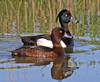 Tufted Duck - Photo (c) Frans Vandewalle, some rights reserved (CC BY-NC)