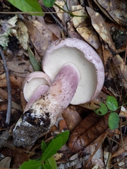 Tylopilus plumbeoviolaceus image
