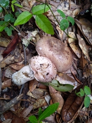Tylopilus plumbeoviolaceus image