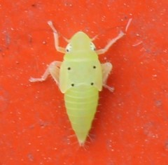 Neocoelidia tumidifrons