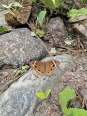 Junonia coenia coenia