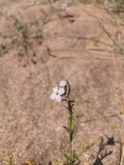 Cakile maritima euxina