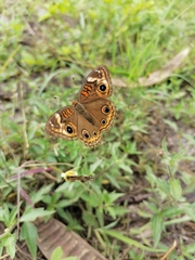 Junonia coenia coenia