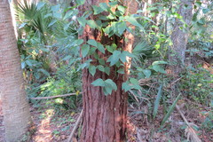 Eucalyptus robusta