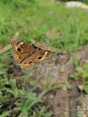 Junonia coenia coenia