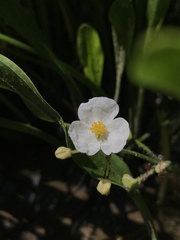 Sagittaria rigida