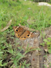 Junonia coenia coenia