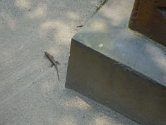 Plestiodon finitimus