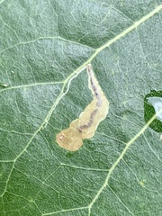 Stigmella populetorum