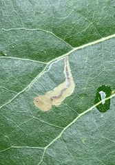 Stigmella populetorum