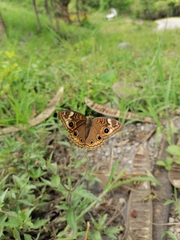 Junonia coenia coenia