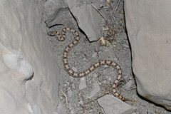 Phyllorhynchus decurtatus