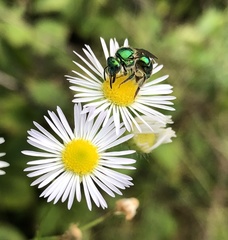 Augochloropsis viridula