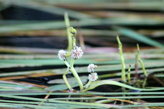 Sparganium fluctuans