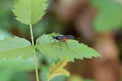 Atanycolus cappaerti