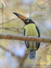 Pteroglossus inscriptus