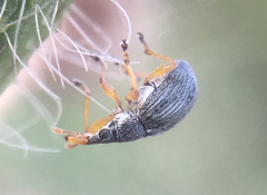 Pseudapion rufirostre