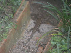 Plestiodon finitimus