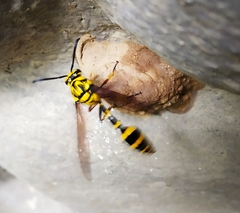 Phimenes flavopictus flavopictus