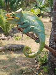 Calumma parsonii parsonii