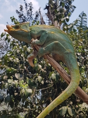 Calumma parsonii parsonii