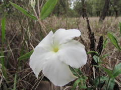 Mandevilla hypoleuca