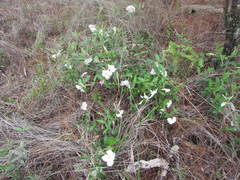 Mandevilla hypoleuca