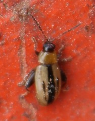 Capraita texana