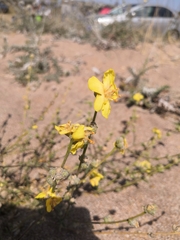 Verbascum pinnatifidum