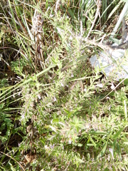 Hedeoma reverchonii