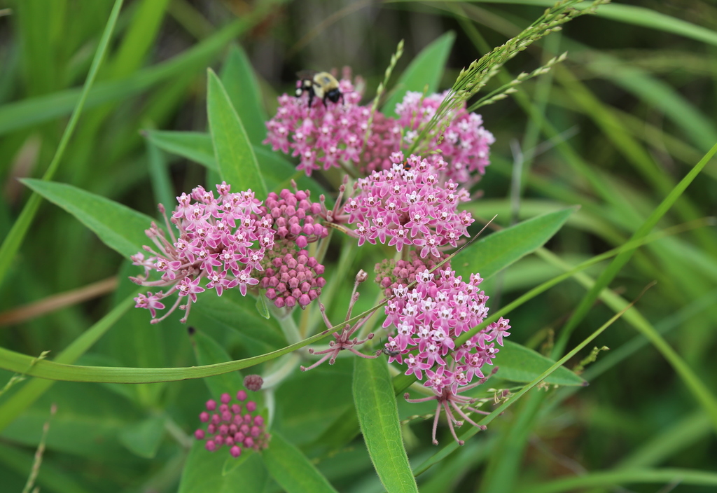 Swamp Milkweed (Milkweeds of New York City) · iNaturalist