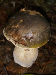 Boletus variipes