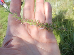 Hedeoma reverchonii