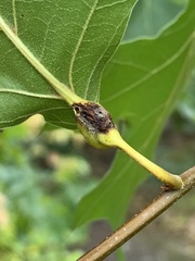 Melikaiella tumifica