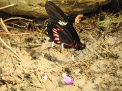 Mimoides ilus branchus