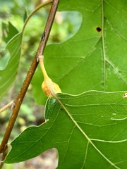 Melikaiella tumifica