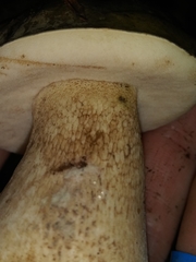 Boletus variipes