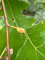 Melikaiella tumifica