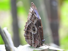 Morpho helenor montezuma