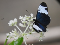 Heliconius sapho leuce