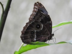 Morpho helenor montezuma