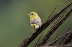 Leiothlypis celata lutescens