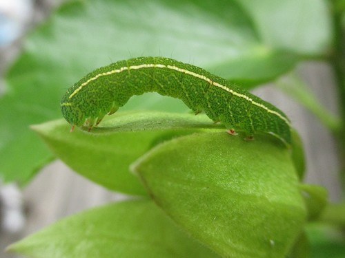 Red-lined Panopoda Moth
