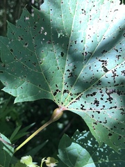 Neolasioptera vitinea