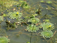 Ludwigia sedoides