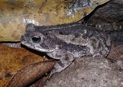 Incilius mazatlanensis