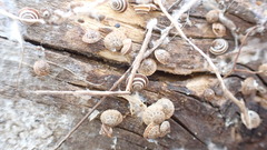 Trochoidea elegans